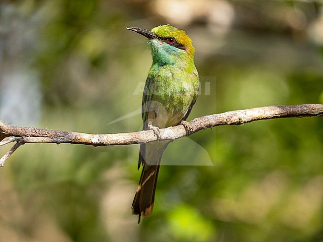 Asian Bee-eater, Merops orientalis stock-image by Agami/Hans Germeraad,
