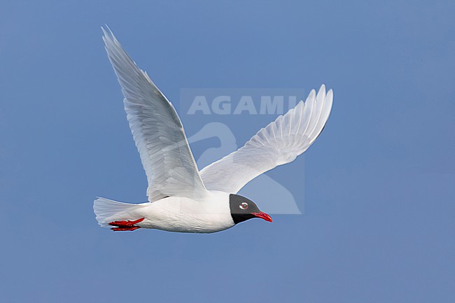 Adult breeding Mediterranean Gull, Ichthyaetus melanocephalus, in Italy. stock-image by Agami/Daniele Occhiato,