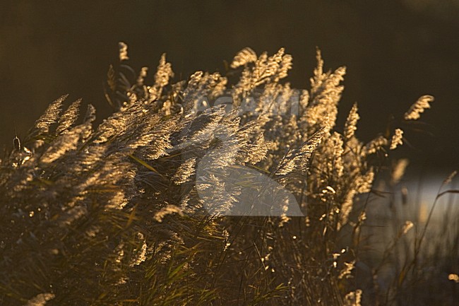 Riet met tegenlicht, Reed against the light stock-image by Agami/Marc Guyt,