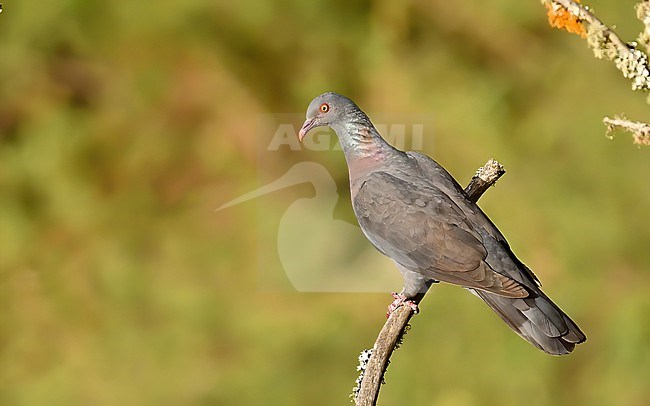 Bolle's Pigeon is an endemic bird of the Canaries. It loves mature mountain forest and lives in groups. stock-image by Agami/Eduard Sangster,