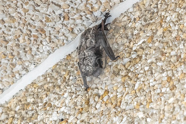 Particoloured Bat (Vespertilio murinus) hanged on a facade of a building in a busy street in Koksijde, West Flanders, Belgium. stock-image by Agami/Vincent Legrand,