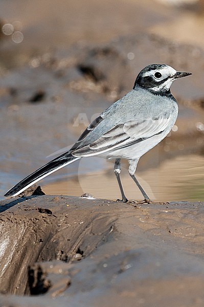 Maskerkwikstaart, Masked Wagtail, Motacilla personata stock-image by Agami/Arend Wassink,