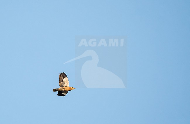 Vinous-breasted myna (Acridotheres leucocephalus) in Vietnam. stock-image by Agami/Pete Morris,
