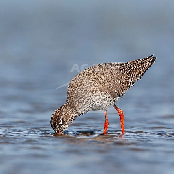 Common Redshank (Tringa totanus) during spring in a wet meadow in Marken, Netherlands. stock-image by Agami/Marc Guyt,