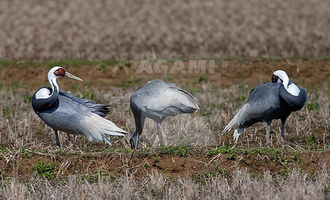 Wintering White-naped Crane (Antigone vipio) on the island Kyushu in Japan. Three birds resting and preening. stock-image by Agami/Marc Guyt,