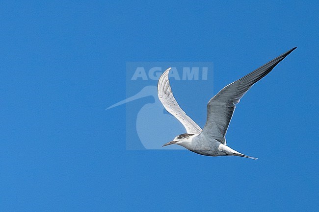 White-cheeked tern (Sterna repressa) wintering in Oman. stock-image by Agami/Sylvain Reyt,