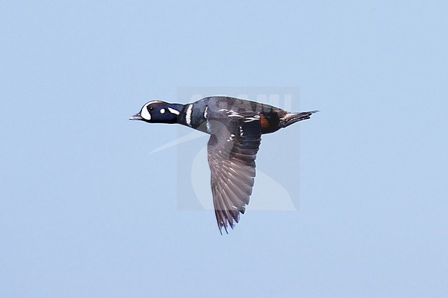 Harlequin Duck (Histrionicus histrionicus) taken the 23/06/2022 at Nome - Alaska. stock-image by Agami/Nicolas Bastide,