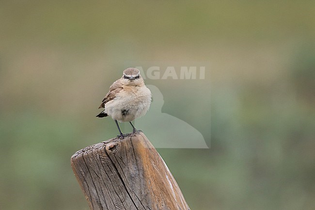 Isabelline Wheatear - Isabellsteinschmätzer - Oenanthe isabellina, Russia (Baikal), adult stock-image by Agami/Ralph Martin,