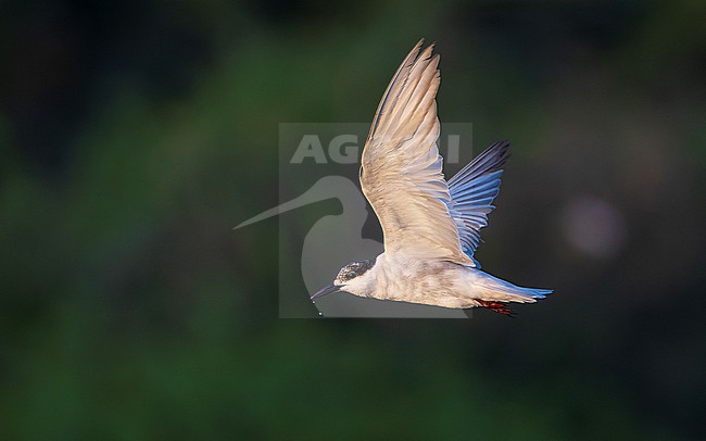 Whiskered Tern ssp javanicus (Chlidonias hybrida javanicus) flying in early morning light, with worn feathers. stock-image by Agami/Lennart Verheuvel,