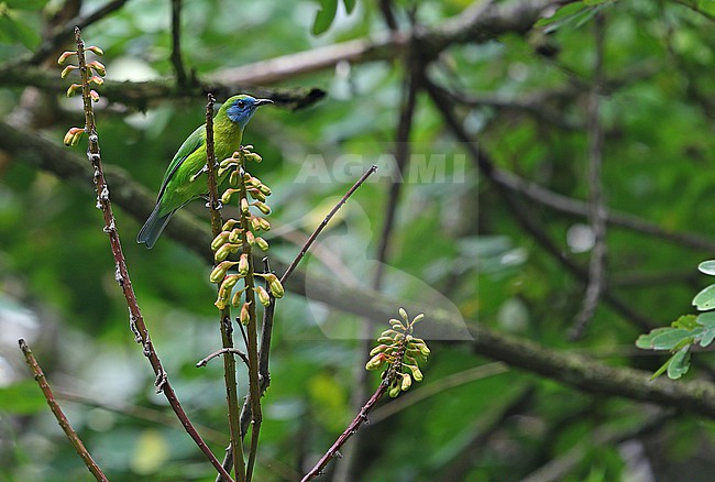 Female Blue-masked Leafbird (Chloropsis venusta) on Sumatra in Indonesia. stock-image by Agami/James Eaton,