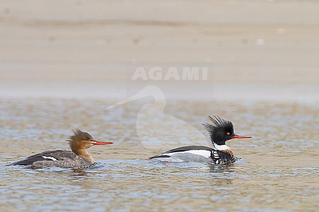 Middelste Zaagbek, Red-breasted Merganser, Mergus serrator pair, male, female, fishing in river mouth with reflection stock-image by Agami/Menno van Duijn,