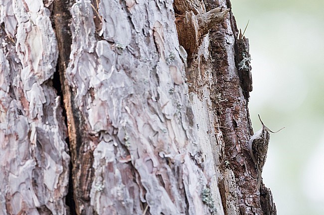 Corsican Treecreeper (Certhia familiaris corsa), on the island of Corsica in France. An island endemic. stock-image by Agami/Ralph Martin,