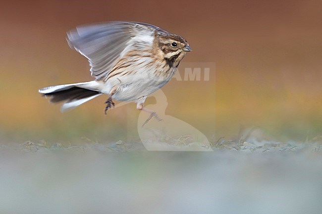 Male European Reed Bunting (Emberiza schoeniclus) wintering in Italy and in flight stock-image by Agami/Daniele Occhiato,