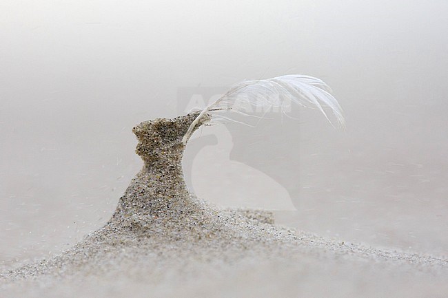 Washed-up bird feather, lying on the beach of the Wadden Island of Terschelling in the Netherlands. Wind blown and sand blasted. stock-image by Agami/Iolente Navarro,