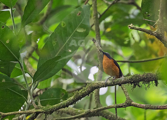 Mountain Robin-Chat (Cossyphicula isabellae) in Cameroon. stock-image by Agami/Pete Morris,