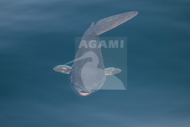 Ocean sunfish (Mola mola), near the surface, seen by transparency. stock-image by Agami/Sylvain Reyt,