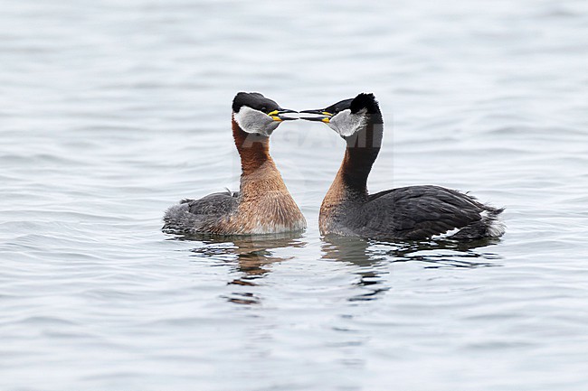 A couple of red-necked grebes (Podiceps grisegena) is displaying on Sulsdorfer Wieck at Fehmarn, an island at the german Baltic Sea stock-image by Agami/Mathias Putze,