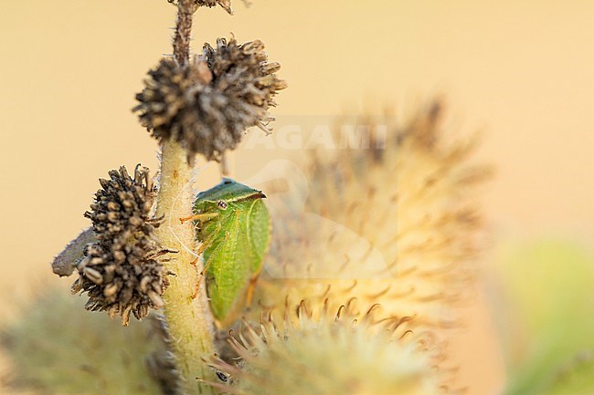 Stictocephala bisonia - Buffalo treehopper - Büffelzikade, Romania, imago stock-image by Agami/Ralph Martin,