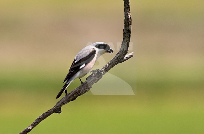 Kleine Klapekster op de uitkijk; Lesser Grey Shrike perched on lookout stock-image by Agami/Marc Guyt,