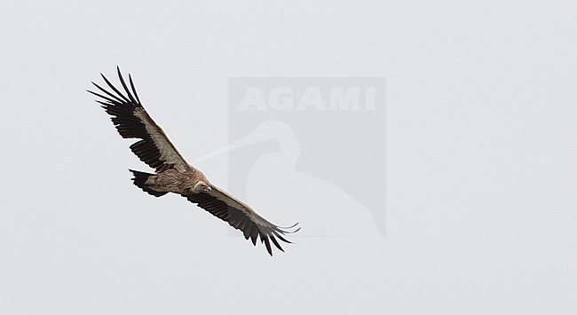 Subadult Himalayan Griffon Vulture, Gyps himalayensis, in flight. stock-image by Agami/Ian Davies,