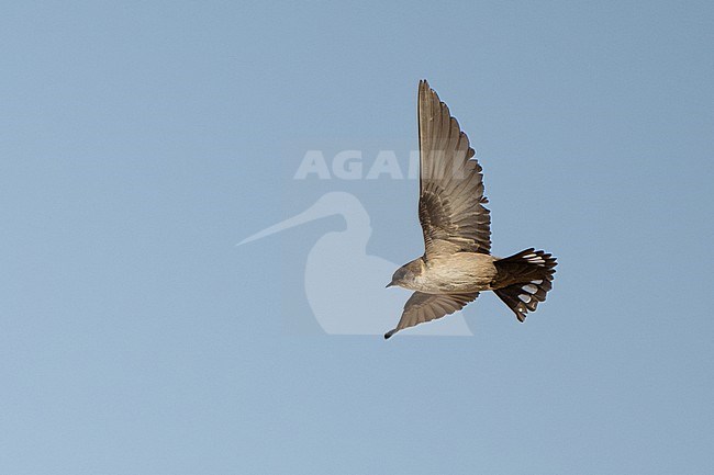 Pale Crag Martin (Ptyonoprogne obsoleta) wintering in Oman. stock-image by Agami/Sylvain Reyt,