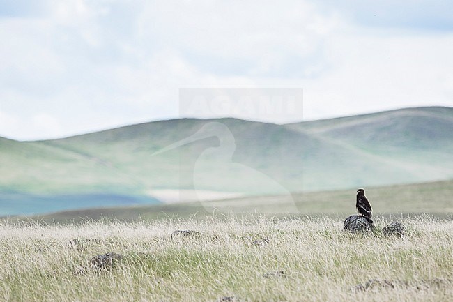 Second year Greater Spotted Eagle (Aquila clanga) in grassland steppes of Russia around lake Baikal. Perchec on a rock. stock-image by Agami/Ralph Martin,