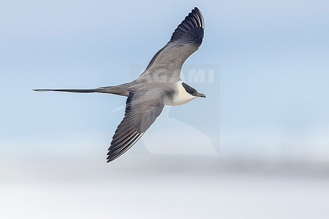 Long-tailed Jaeger (Stercorarius longicaudus), side view of an adult in flight, Finnmark, Norway stock-image by Agami/Saverio Gatto,