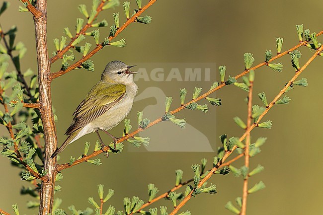Tennessee Warbler (Vermivora perigrina) perched on a branch in Ontario, Canada stock-image by Agami/Glenn Bartley,