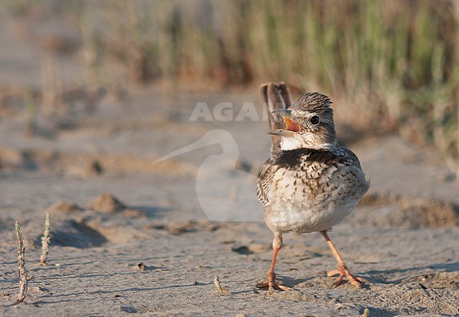 Calandra Lark (Melanocorypha calandra ssp. hebraica); Turkey, adult stock-image by Agami/Ralph Martin,