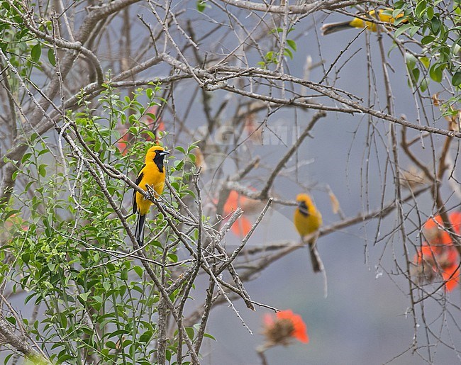 Male White-edged Oriole (Icterus graceannae) in northern Peru. stock-image by Agami/Pete Morris,