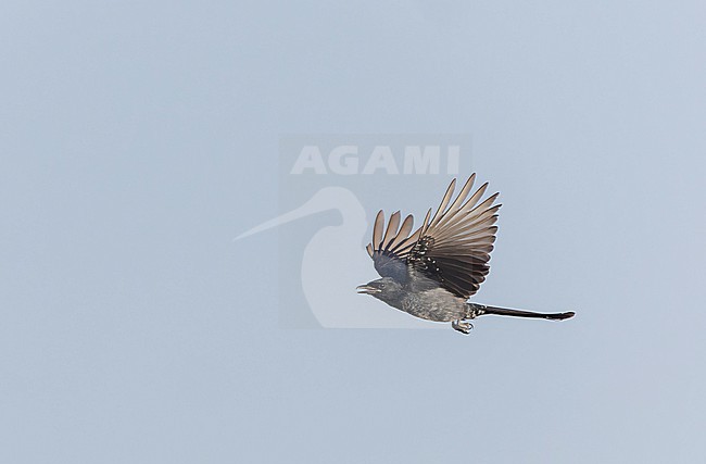 Black Drongo (Dicrurus macrocercus) in India. stock-image by Agami/Marc Guyt,