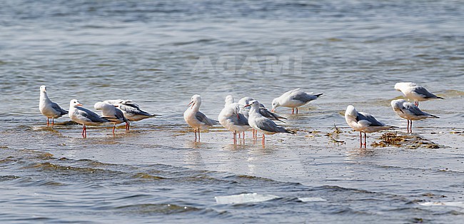 Slender-billed Gull (Chroicocephalus genei) adult perched in water stock-image by Agami/Roy de Haas,