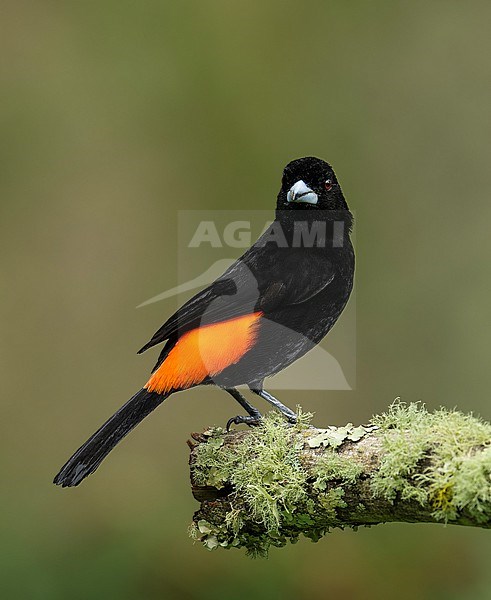 Flame-rumped Tanager (Ramphocelus flammigerus flammigerus) (subspecies) perched on a mossy branch in Jardín, Colombia, South-America. stock-image by Agami/Steve Sánchez,