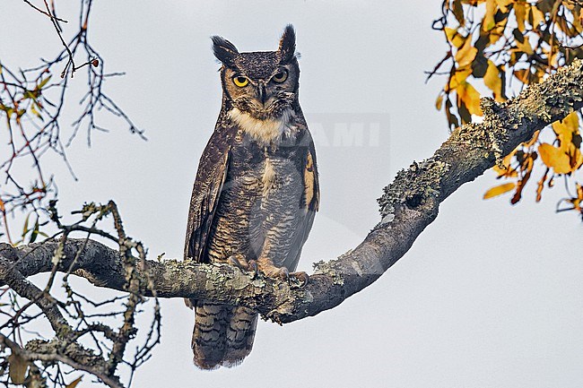 Great Horned Owl (Bubo virginianus) in Western Mexico. Perched in broad daylight in a tree. stock-image by Agami/Pete Morris,