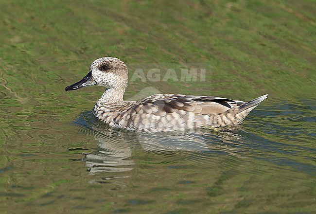 Marbled Duck (Marmaronetta angustirostris) swimming in lake near at Hyeres in France. stock-image by Agami/Aurélien Audevard,