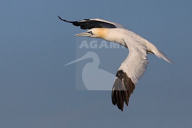 Volwassen Jan-van-gent in de vlucht; Adult Northern Gannet in flight stock-image by Agami/Daniele Occhiato,