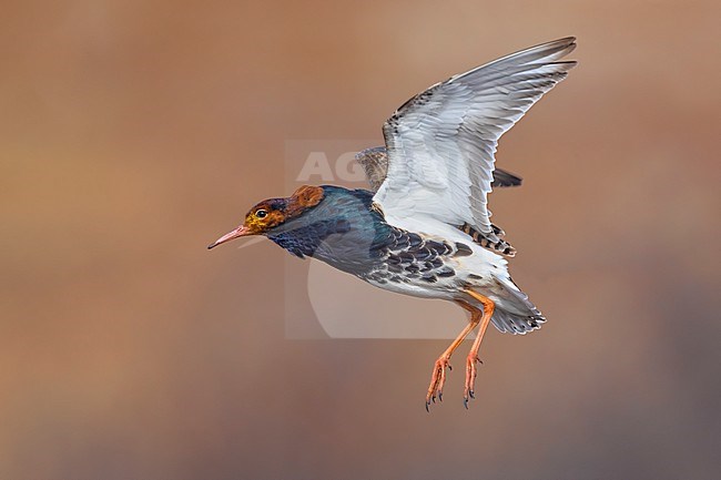 Ruff, Philomachus pugnax, in arctic Norway. Flying adult male in full breeding plumage on a lek at Komagvaerstranda in the Varangerfjord. stock-image by Agami/Daniele Occhiato,