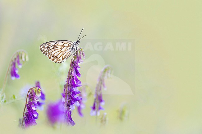 Western Marbled White, Melanargia occitanica stock-image by Agami/Wil Leurs,
