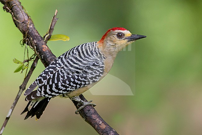 Red-crowned Woodpecker (Melanerpes rubricapillus rubricapillus) at ProAves Tangaras Reserve, El Carmen de Atrato, Choco, Colombia. stock-image by Agami/Tom Friedel,