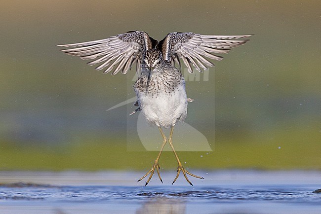 Wood Sandpiper (Tringa glareola), front view of an adult in flight, Campania, Italy stock-image by Agami/Saverio Gatto,