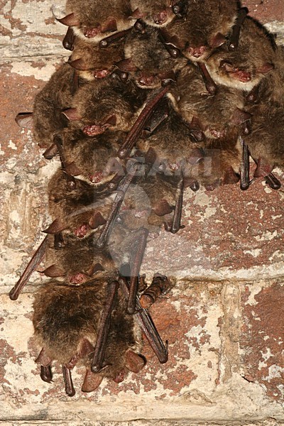 Slapende Franjestaarten; Sleeping Natterer\'s Bats stock-image by Agami/Theo Douma,