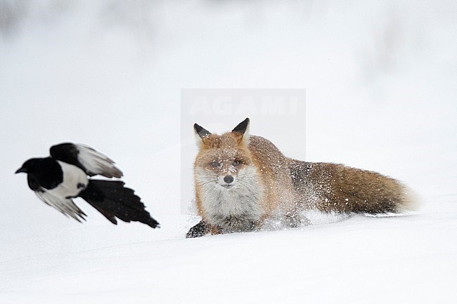 Red Fox, Vulpes vulpes, in the snow in Poland. stock-image by Agami/Han Bouwmeester,