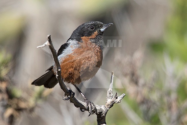 Black-throated Flowerpiercer (Diglossa brunneiventris brunneiventris) at Colca Canyon, Peru. stock-image by Agami/Tom Friedel,