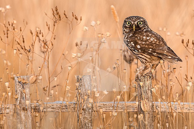 Little Owl (Athene noctua) in Italy. stock-image by Agami/Daniele Occhiato,