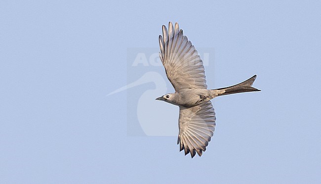 Ashy Drongo (Dicrurus leucophaeus) in flight in southern Thailand. Migrating over Chumphon Raptor Center, Chumphon, Thailand. stock-image by Agami/Ian Davies,