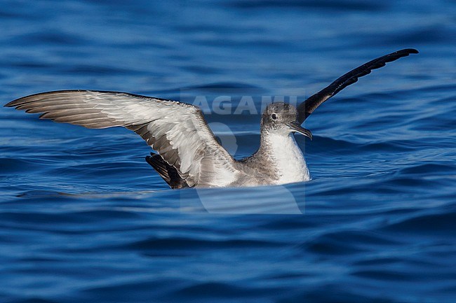 Yelkouan Shearwater (Puffinus yelkouan), individual sitting on the water with spread wings stock-image by Agami/Saverio Gatto,