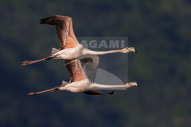 Greater Flamingo (Phoenicopterus roseus) two in flight stock-image by Agami/Daniele Occhiato,