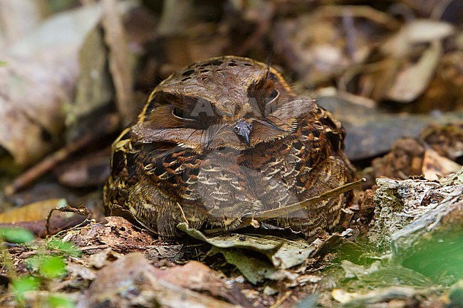 Collared nightjar (Gactornis enarratus) endemic to Madagascar. stock-image by Agami/Dubi Shapiro,