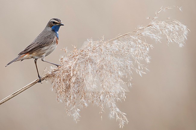 Blauwborst op rietpluim;  Bluethroat  in the reed stock-image by Agami/Han Bouwmeester,