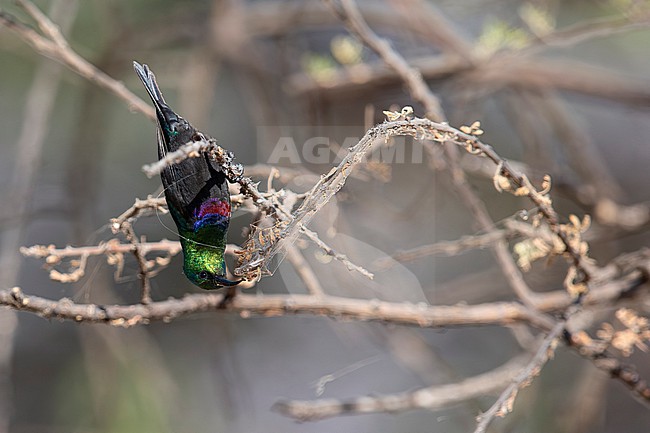 adult male Marico Sunbird (Cinnyris mariquensis) feeding on pupals, found at Bishangari in Ethiopia stock-image by Agami/Mathias Putze,
